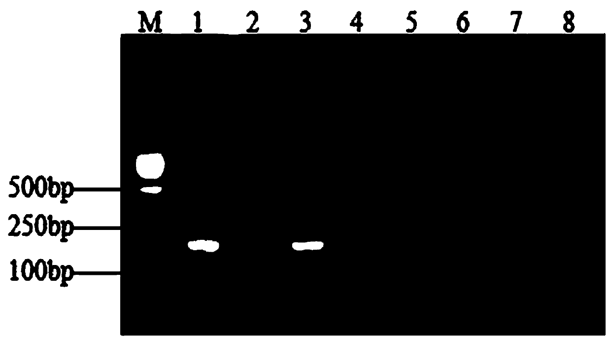 Enterobacter aerogenes specific PCR (polymerase chain reaction) detection primer