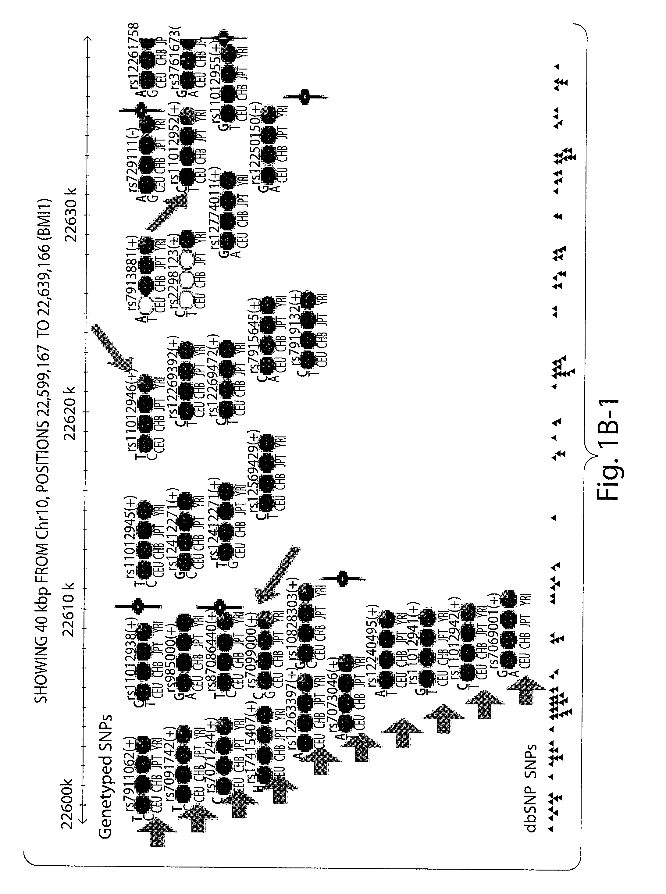 Prognostic and diagnostic method for cancer therapy
