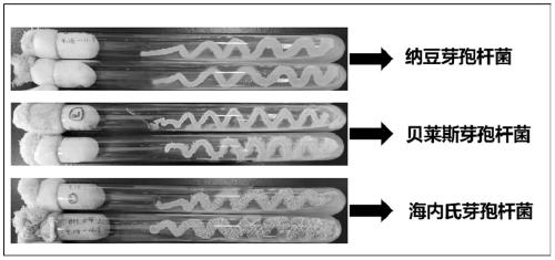 Soybean paste based on bacillus natto mutant strain as dominant bacterial system and preparation method