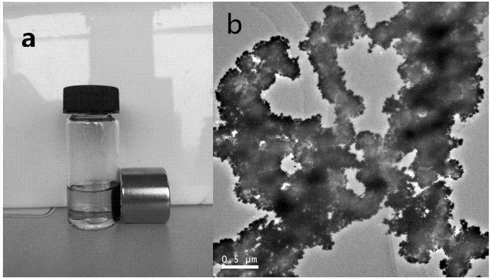 Preparation of gold magnetic nano particle and quick detection thereof on tetrodotoxin by combining with surface enhanced raman spectrometry