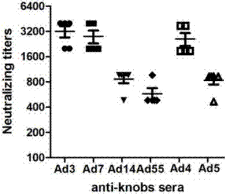 Recombinant expression adenovirus cilia protein peptide, adenovirus subunit vaccine and preparation method of recombinant expression adenovirus cilia protein peptide