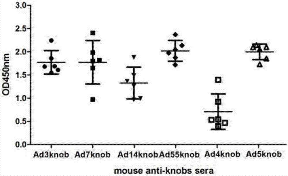 Recombinant expression adenovirus cilia protein peptide, adenovirus subunit vaccine and preparation method of recombinant expression adenovirus cilia protein peptide