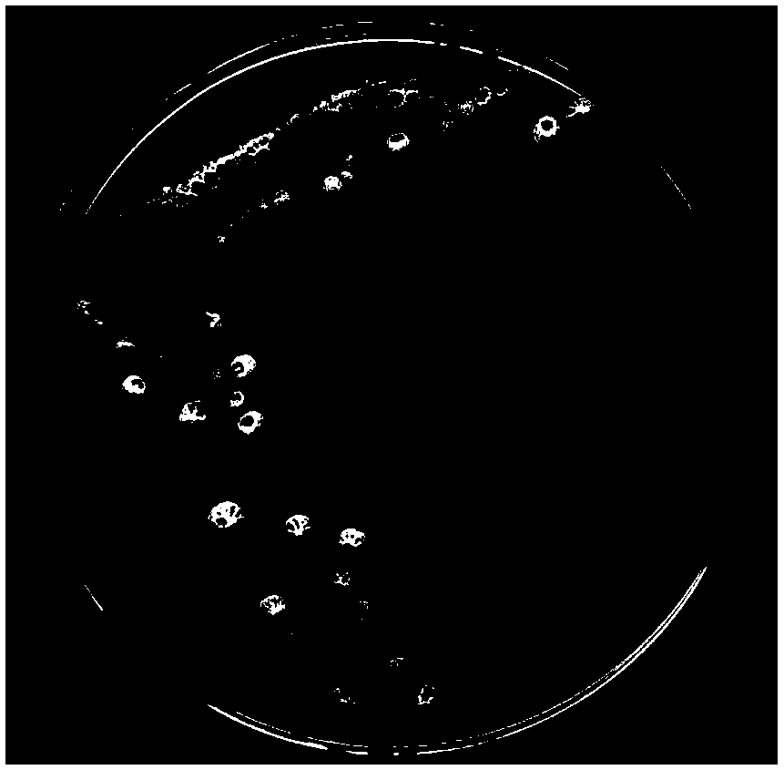 Endophytic bacterium with antagonistic effect on plant pathogenic fungi