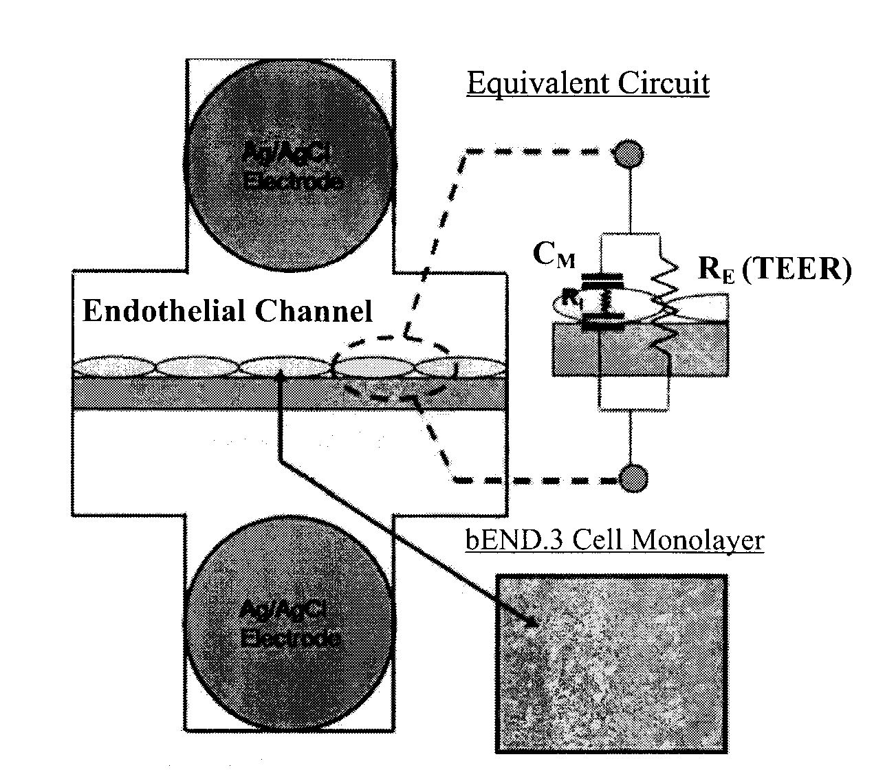 Microfluidic system for measuring cell barrier function