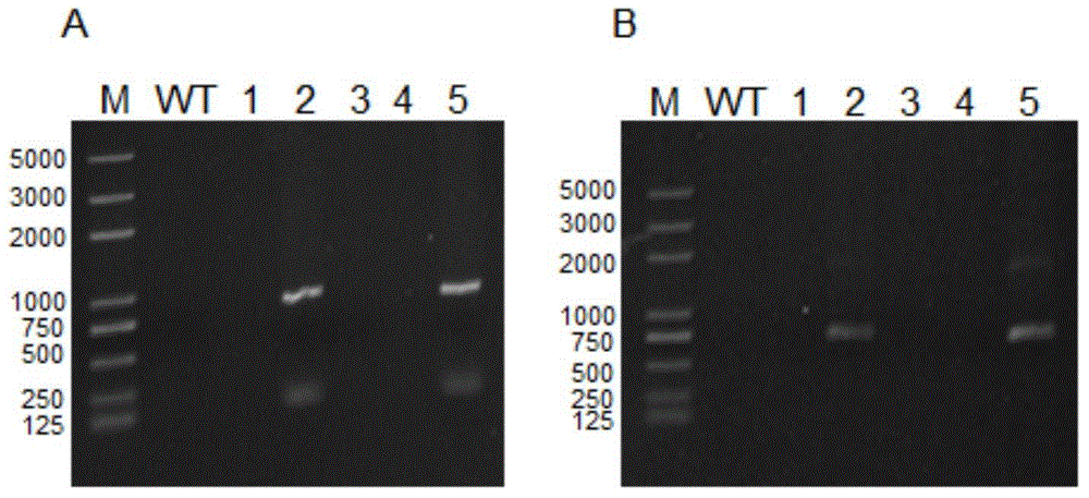 Tobacco strigolactones transport protein NtPDR6 and interference expression vector and application thereof
