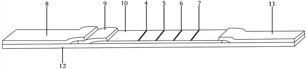 A kind of preparation method of lily strawberry latent ring spot virus slrsv semi-quantitative detection gold standard card