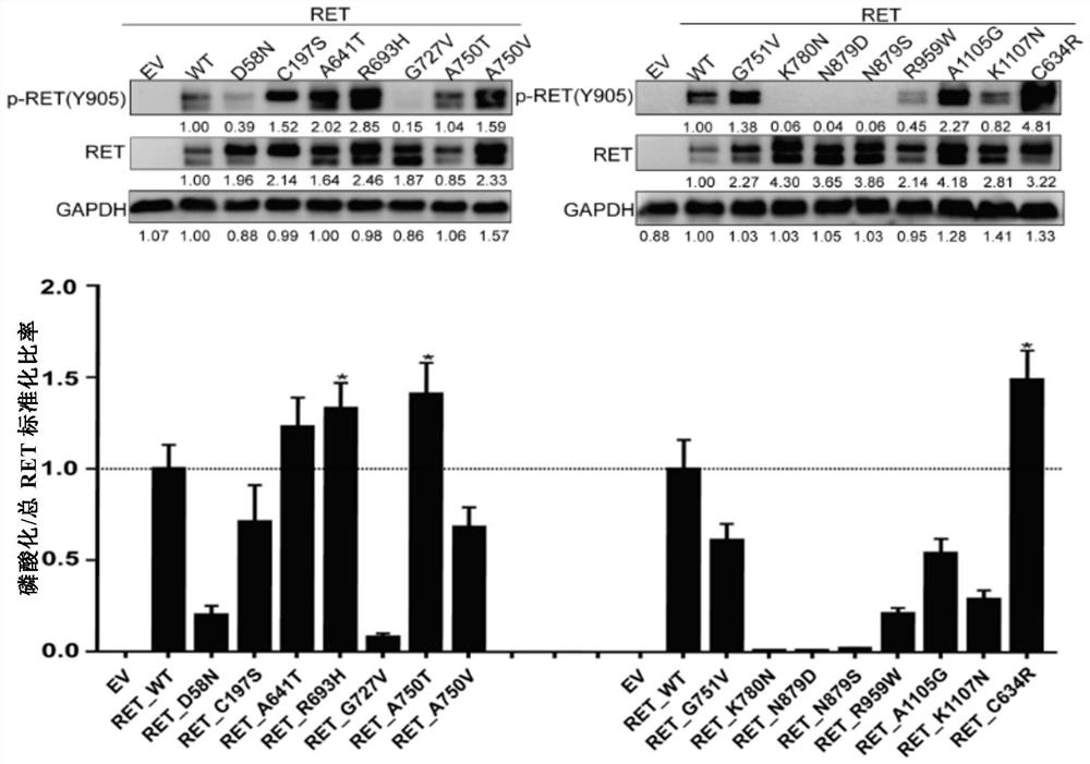 Epithelial ovarian cancer target RET and application thereof in diagnosis and treatment