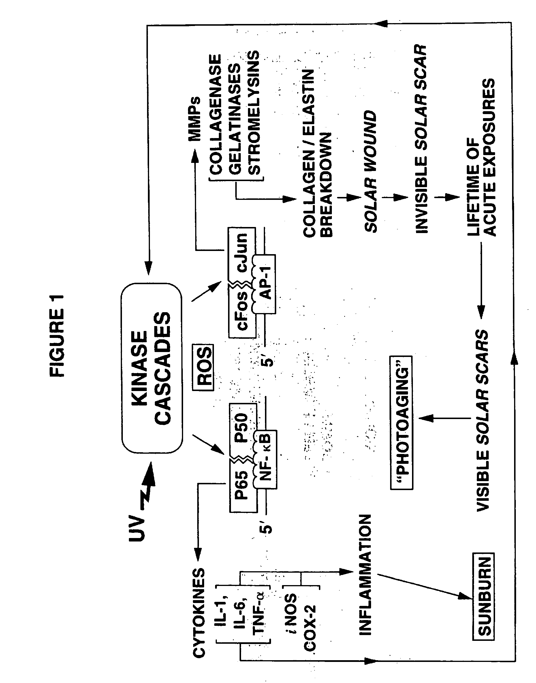 Methods for inhibiting photoaging of human skin using orally-administered agent