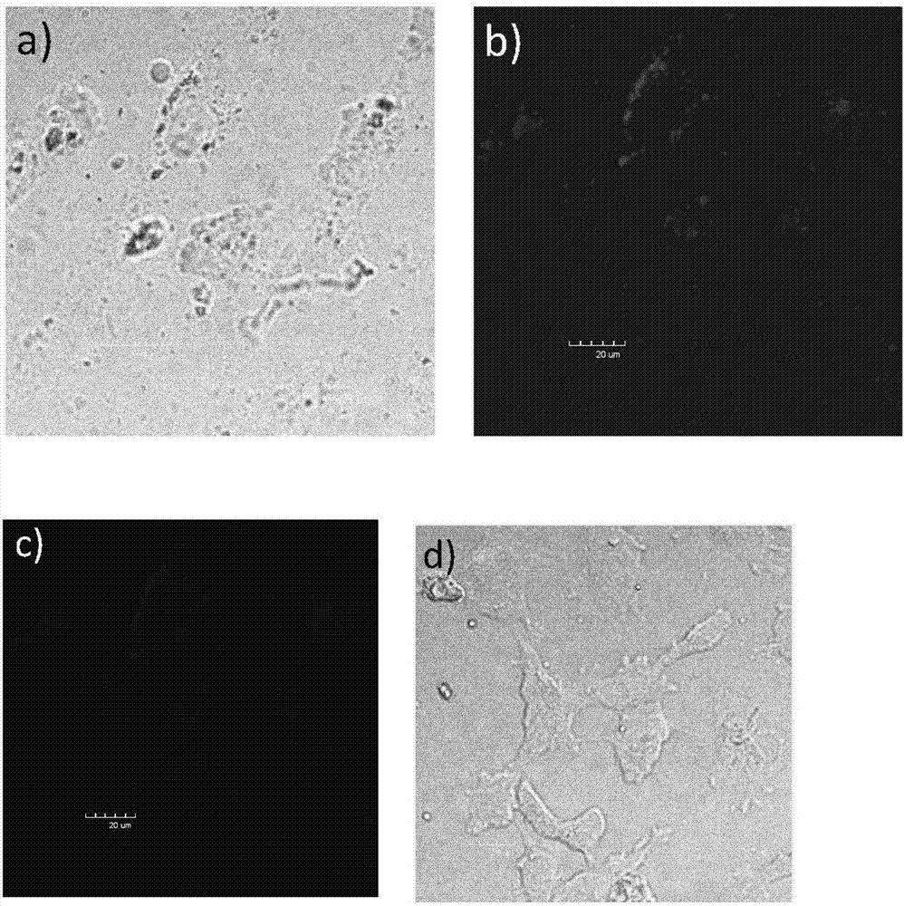 Application of black phosphorus nanoparticles as bio-safe two-photon contrast agent