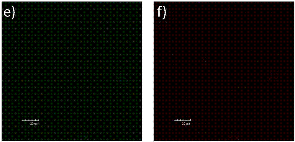 Application of black phosphorus nanoparticles as bio-safe two-photon contrast agent