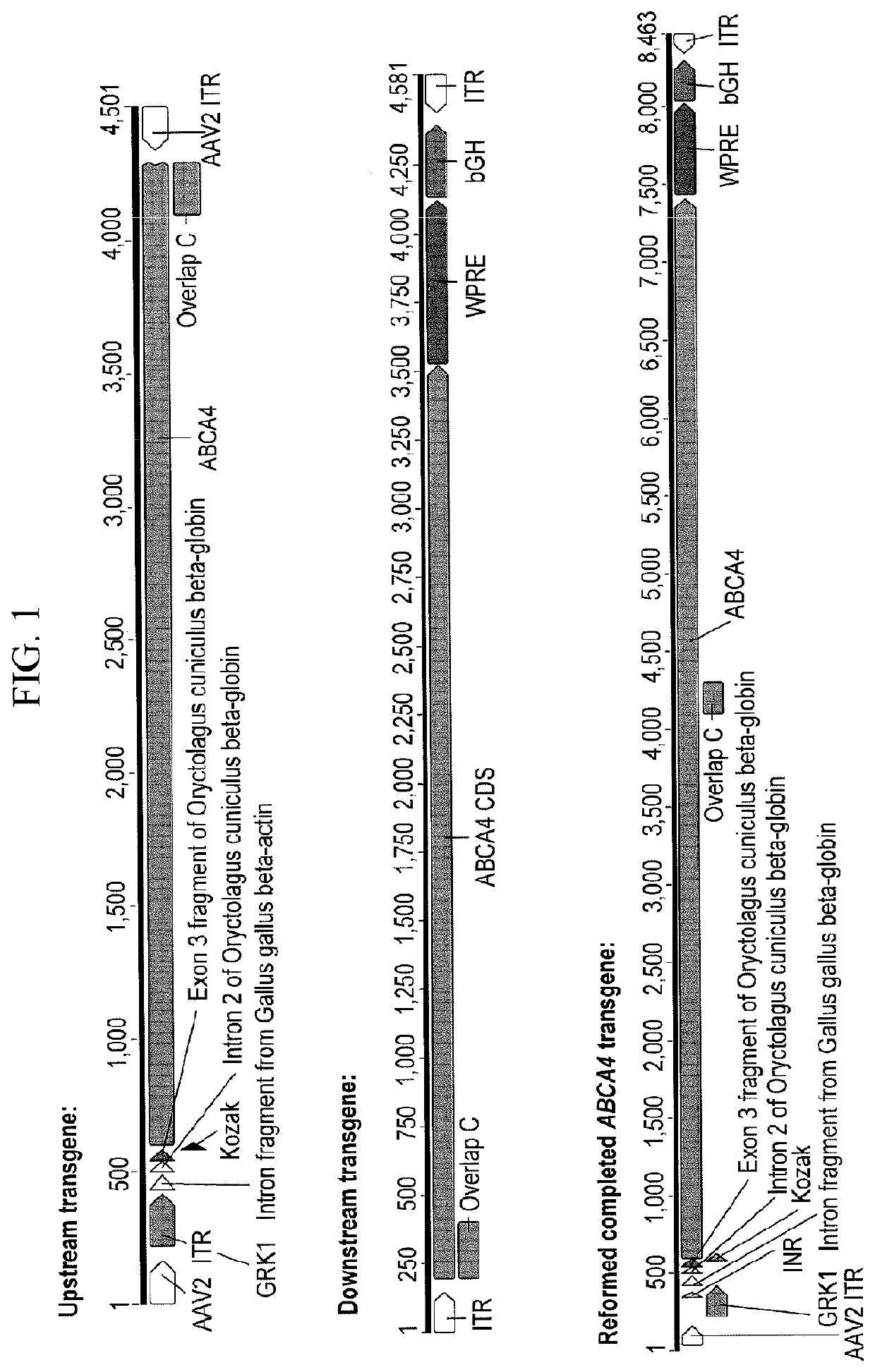 Compositions and methods for the treatment of stargardt disease