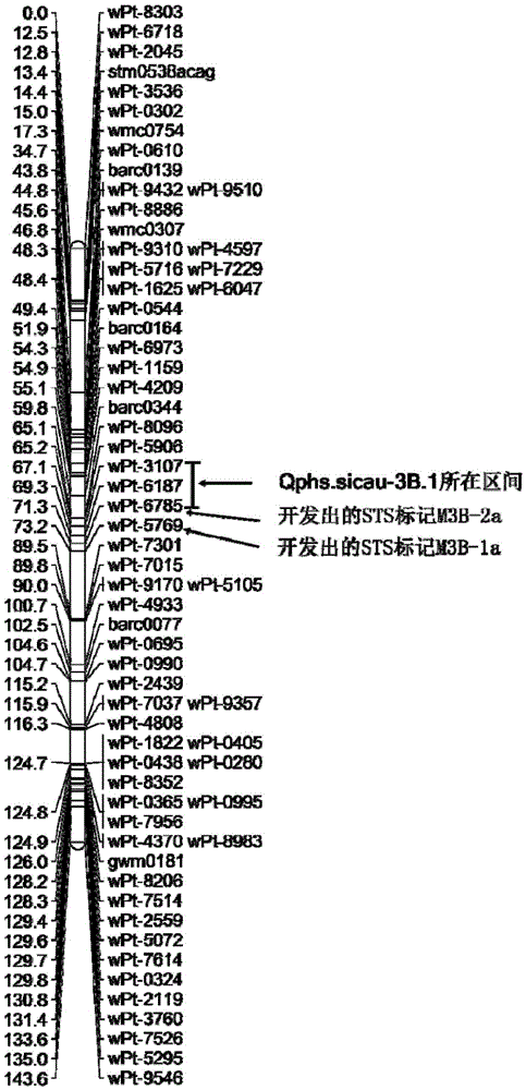 Molecular markers m3b-1a and m3b-2a of the qtl locus qphs.sicau-3b.1 for ear germination resistance in wheat and their applications