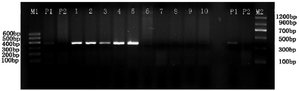 Molecular markers m3b-1a and m3b-2a of the qtl locus qphs.sicau-3b.1 for ear germination resistance in wheat and their applications