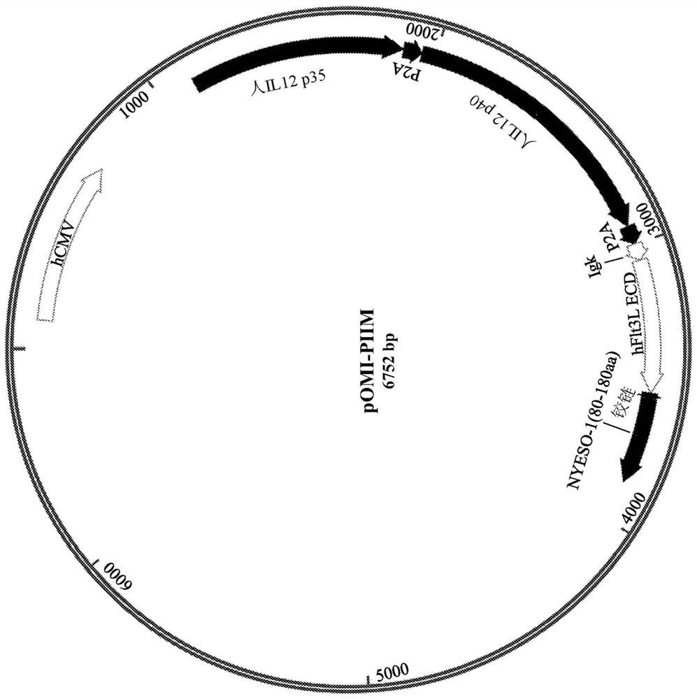 Multigene construct for immune-modulatory protein expression and methods of use