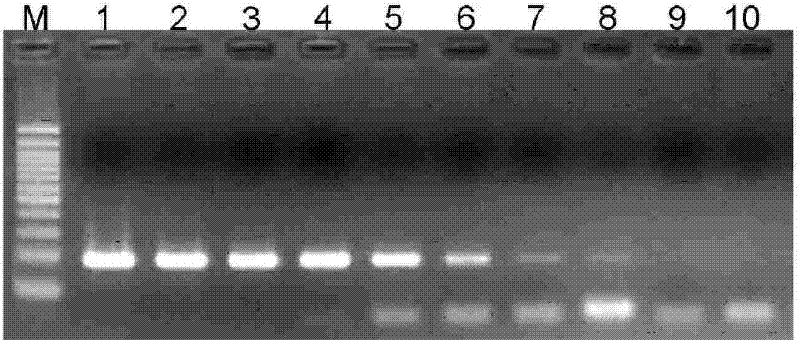Detection method for infant salmonella PCR and nucleic acid and primer pair thereinto