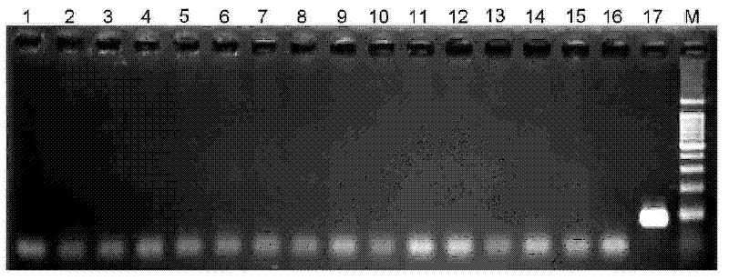 Detection method for infant salmonella PCR and nucleic acid and primer pair thereinto