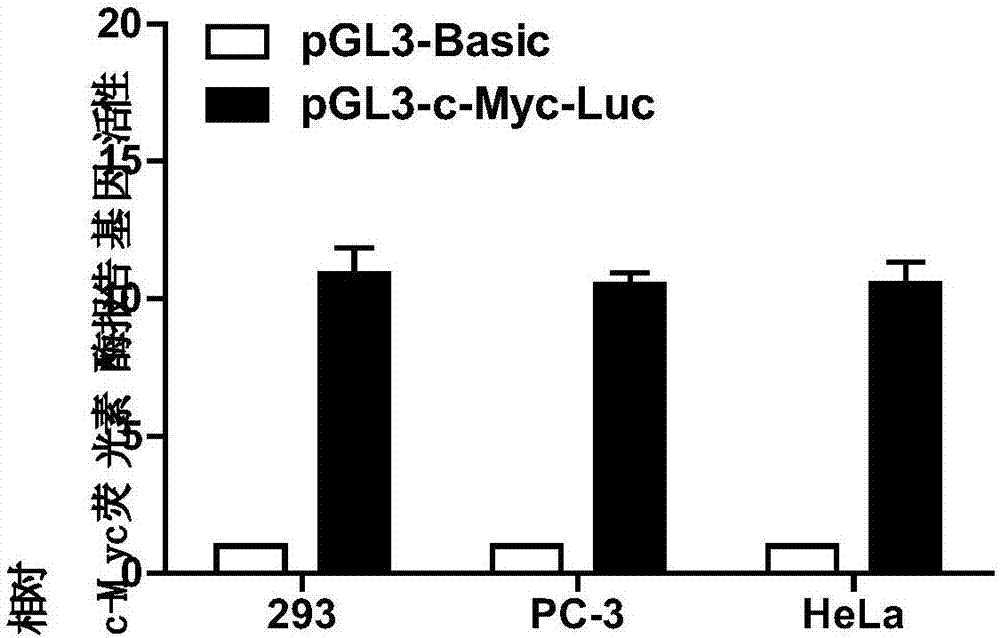 C-Myc protein combinable DNA (Deoxyribonucleic Acid) segment and application thereof to c-Myc activity detection