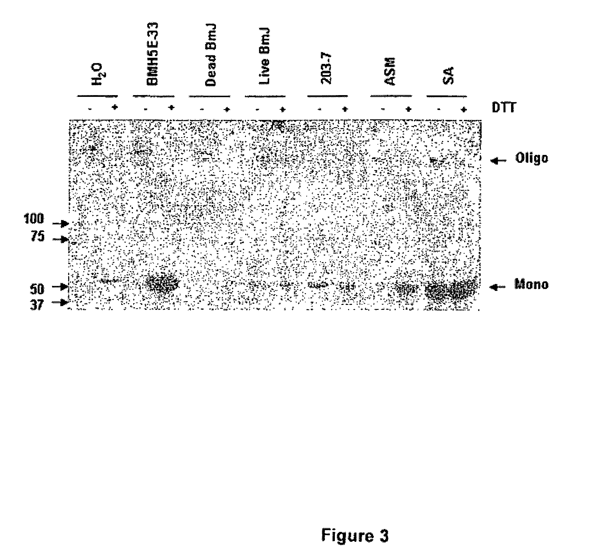 Bacillus isolates and methods of their use to protect against plant pathogens