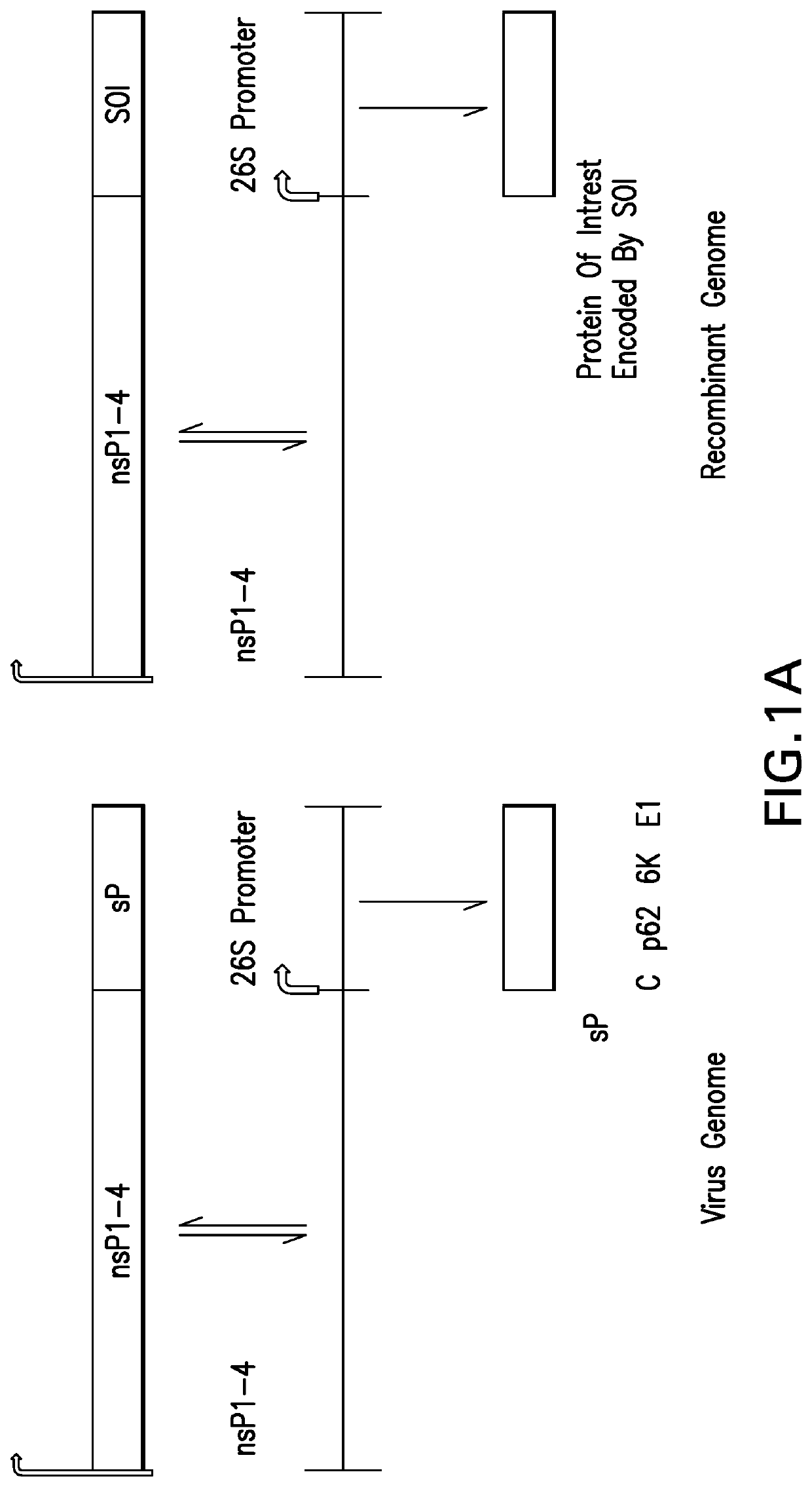 Pathogen-associated molecular pattern molecules and RNA immunogenic compositions and methods of using the compositions for treating cancer