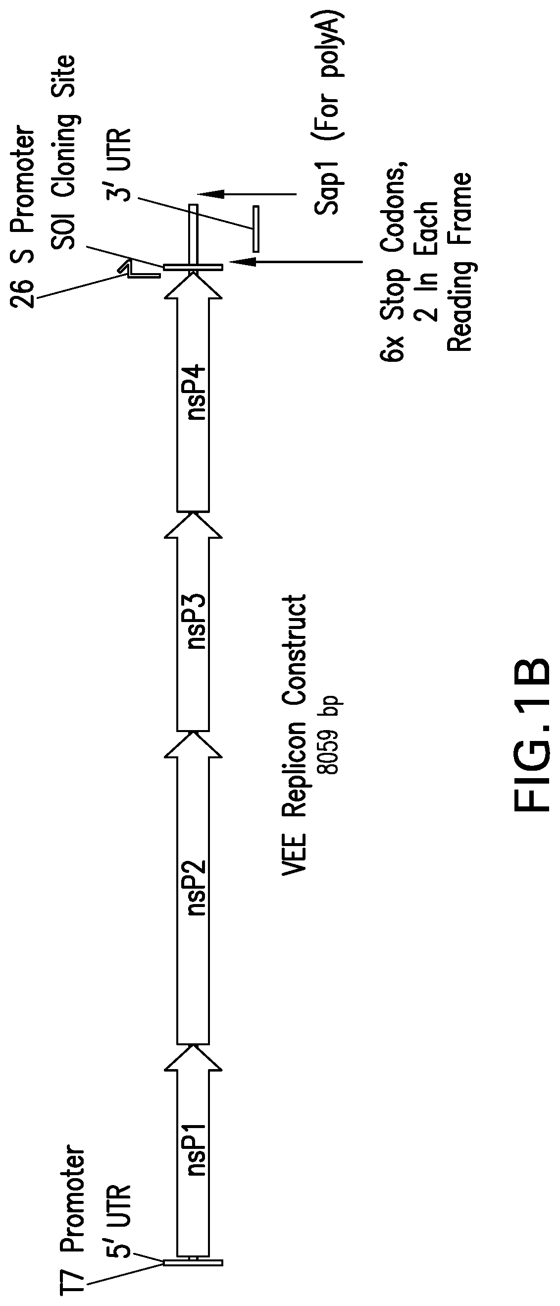 Pathogen-associated molecular pattern molecules and RNA immunogenic compositions and methods of using the compositions for treating cancer