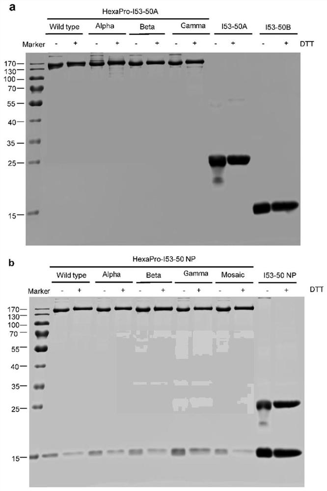 Quadrivalent SARS-CoV-2 chimeric nanoparticle vaccine as well as preparation method and application thereof