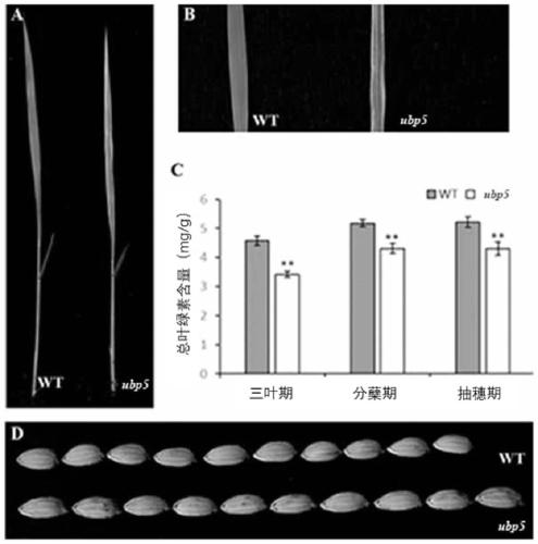 A deubiquitinase gene ubp5 regulating rice grain shape and leaf color and its application
