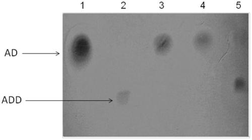 A method for transforming AD into ADD by using recombinant corynebacterium crenatum whole cells