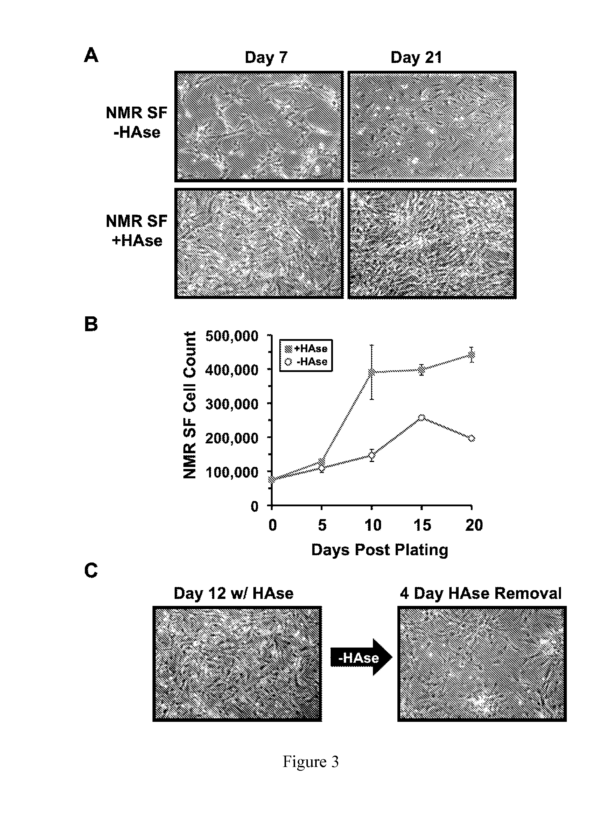 Compositions Comprising High Molecular Weight Hyaluronic Acid and Methods For Producing Same