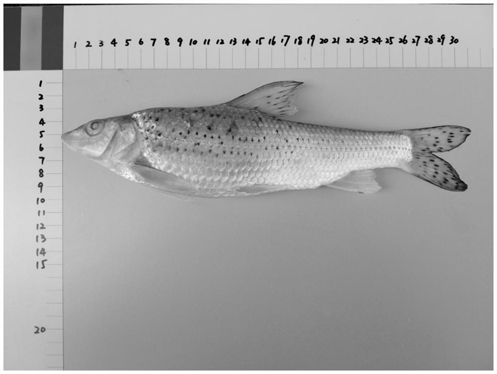 Method for constructing DNA bar code database of fishes in Lake Taihu and application