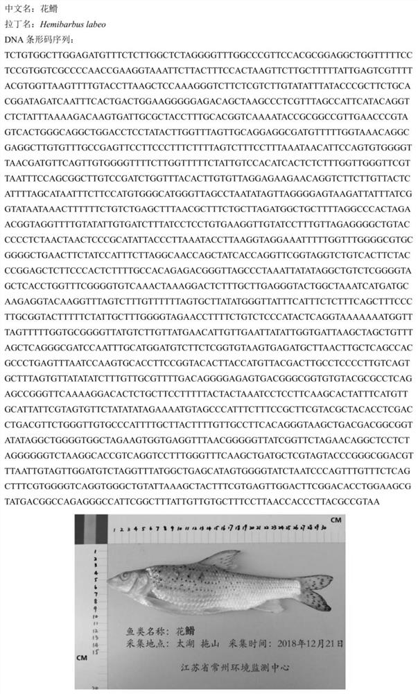 Method for constructing DNA bar code database of fishes in Lake Taihu and application