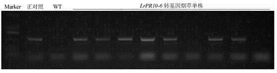 Application of Lilium regale pathogenesis-related protein 10 gene LrPR10-6