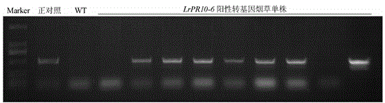 Application of Lilium regale pathogenesis-related protein 10 gene LrPR10-6