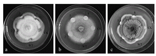 Application of Lilium regale pathogenesis-related protein 10 gene LrPR10-6