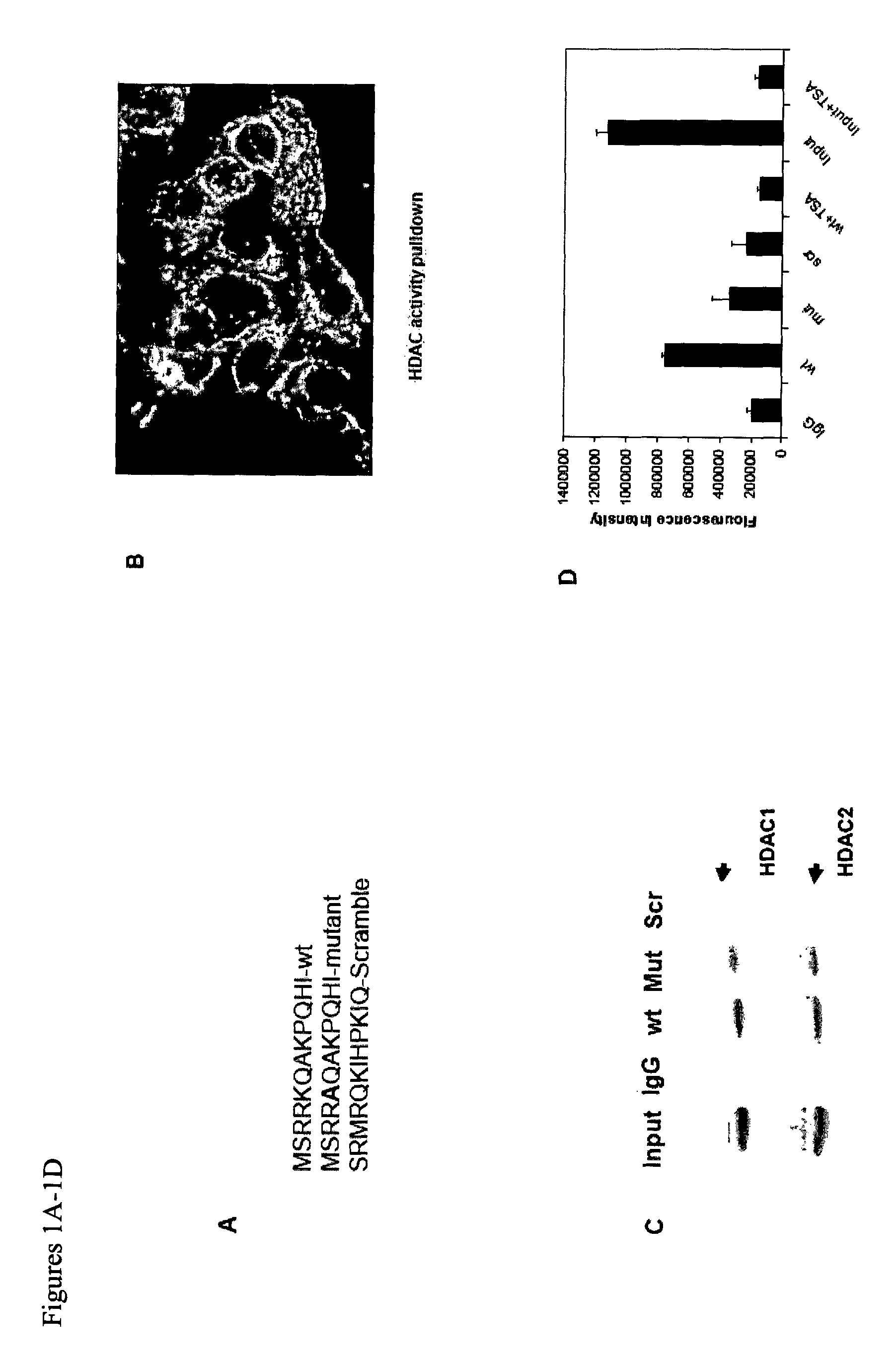 Spalt-like transcription factor 4 (SALL4) and uses thereof