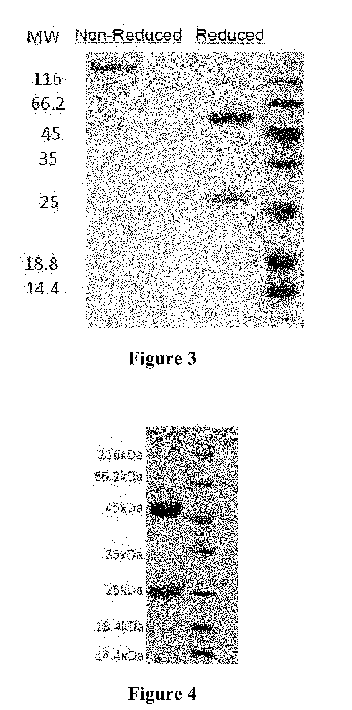 Anti-ctla4 and Anti-pd-1 bifunctional antibody, pharmaceutical composition thereof and use thereof