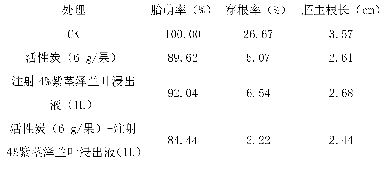 Method for preventing and treating vivipary radicle-caused pulp penetration disease in Keitt mango