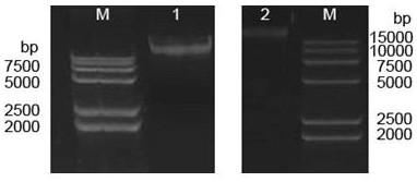 Kit extraction method suitable for Staphylococcus aureus genomes