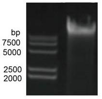 Kit extraction method suitable for Staphylococcus aureus genomes