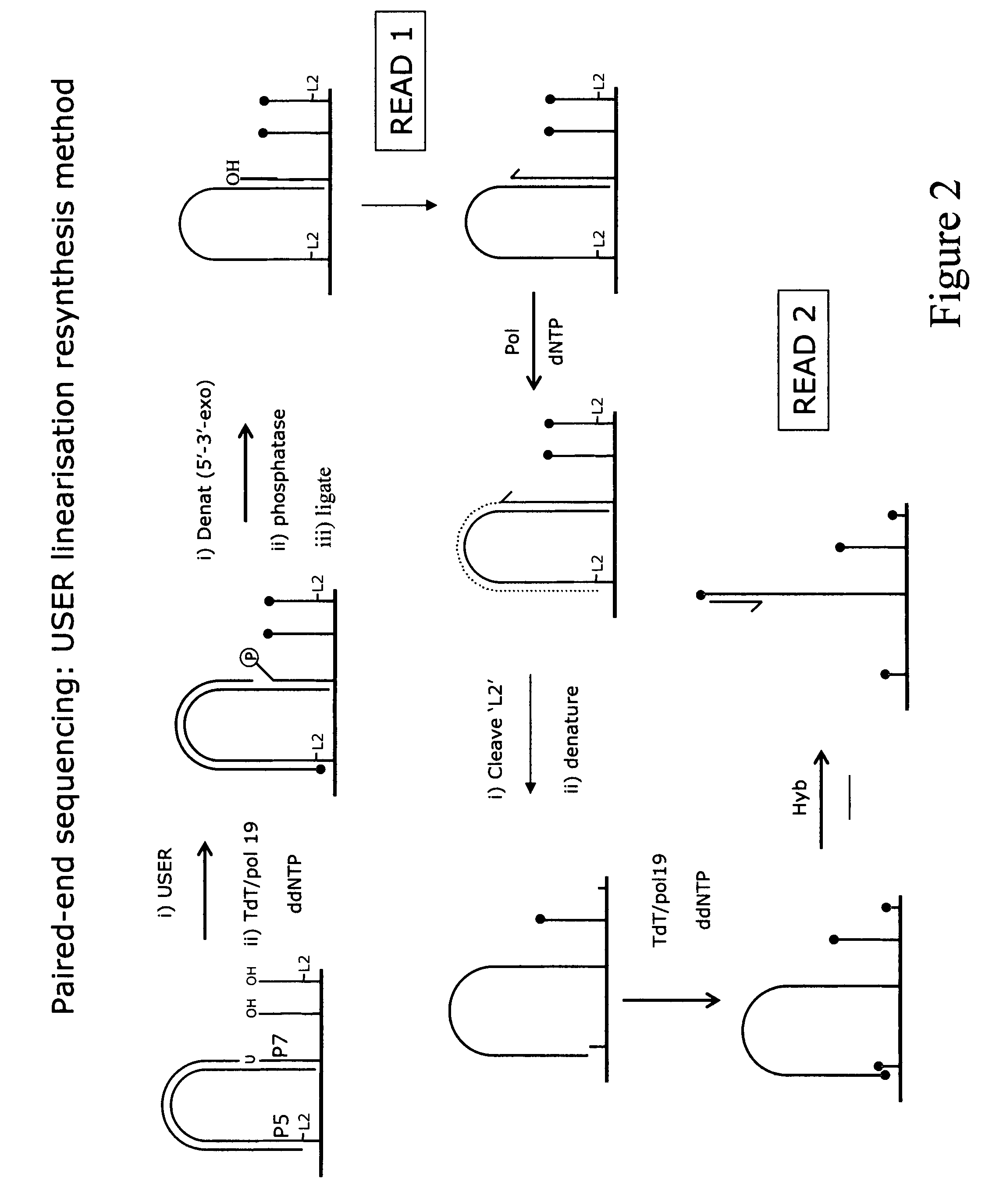 Method for pair-wise sequencing a plurity of target polynucleotides