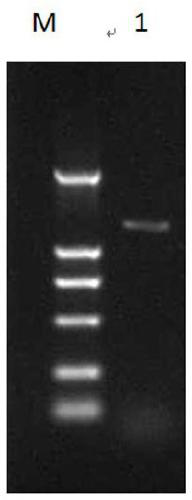 Tobacco protein kinase gene NtCIPK1 as well as cloning method and application thereof