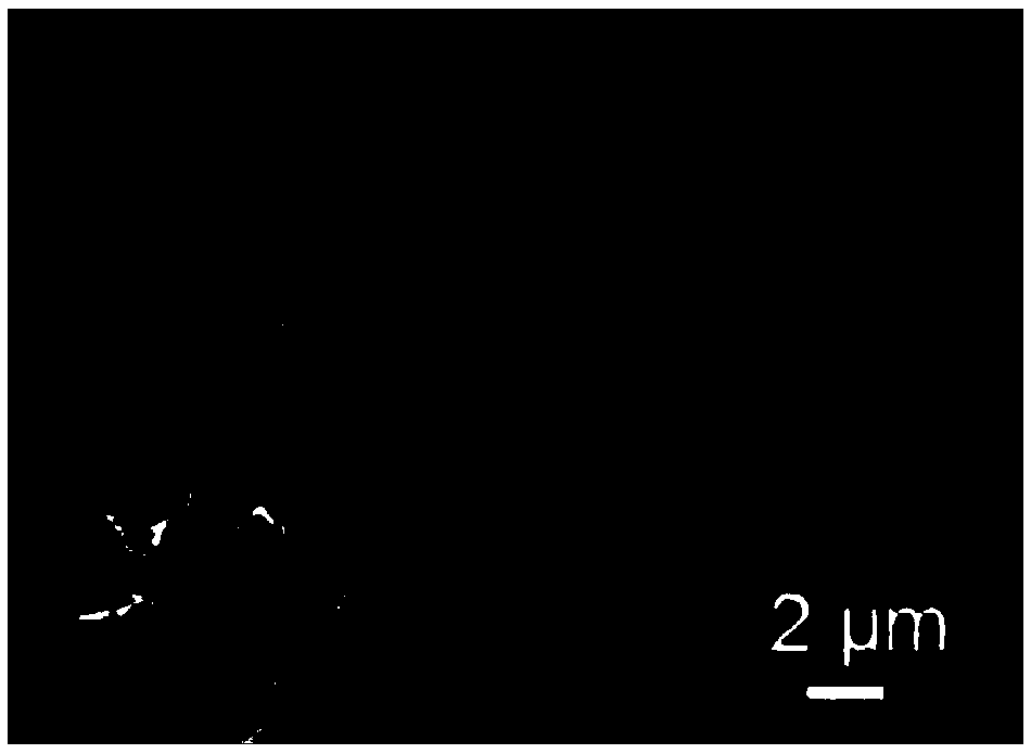 Preparation method of cobalt nitrogen co-doped biomass carbon oxidation reduction catalyst