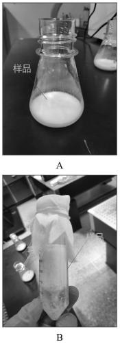 Method for preparing plague attenuated live vaccine dry powder agent