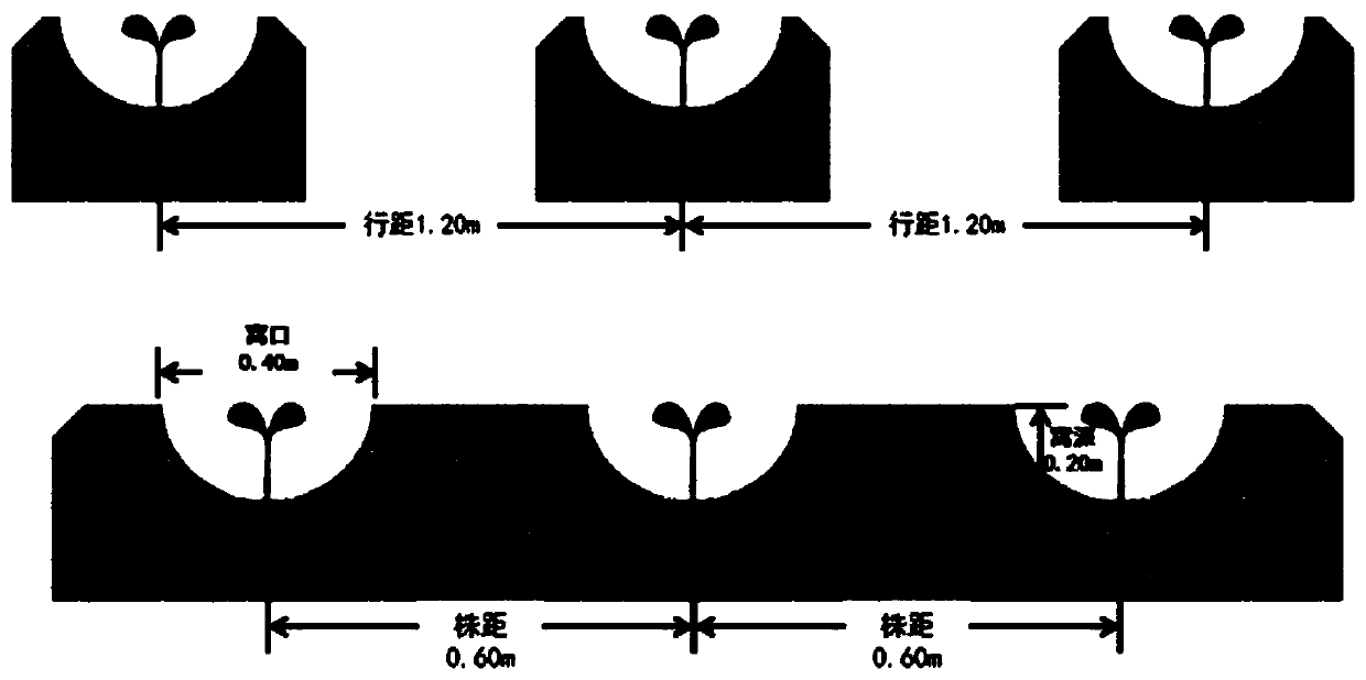 Tobacco three-dimensional transplanting method based on liquid mulching film