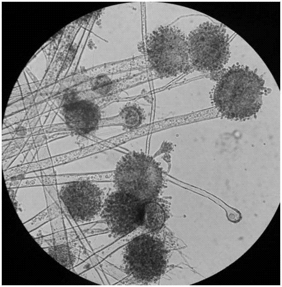 AspergillusflavusBP6T2 producing paclitaxel and application of aspergillusflavus