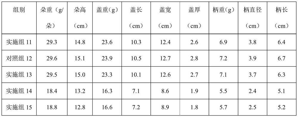 Pleurotus geesteranus edible fungus cultivation and culture method