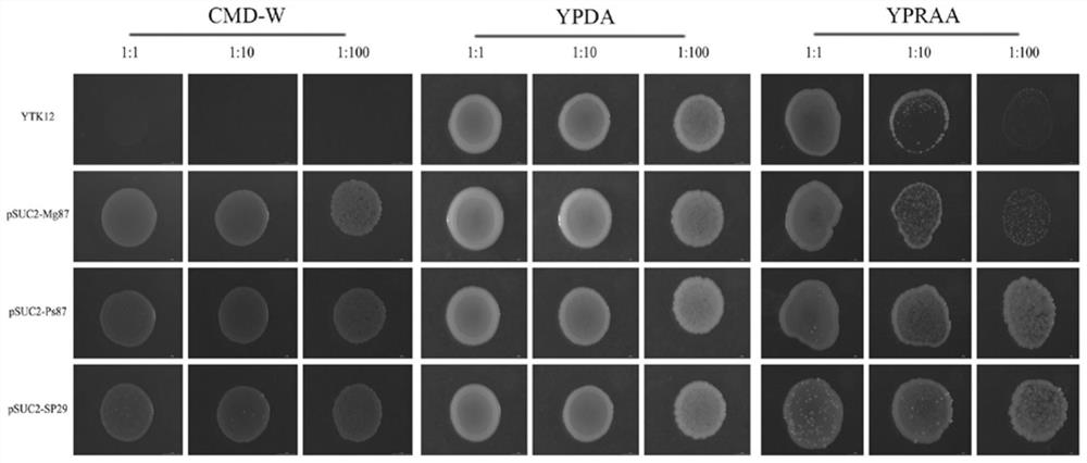 Bombyx mori microparticle hypothetical protein nb29 and its recombinant expression vector and application