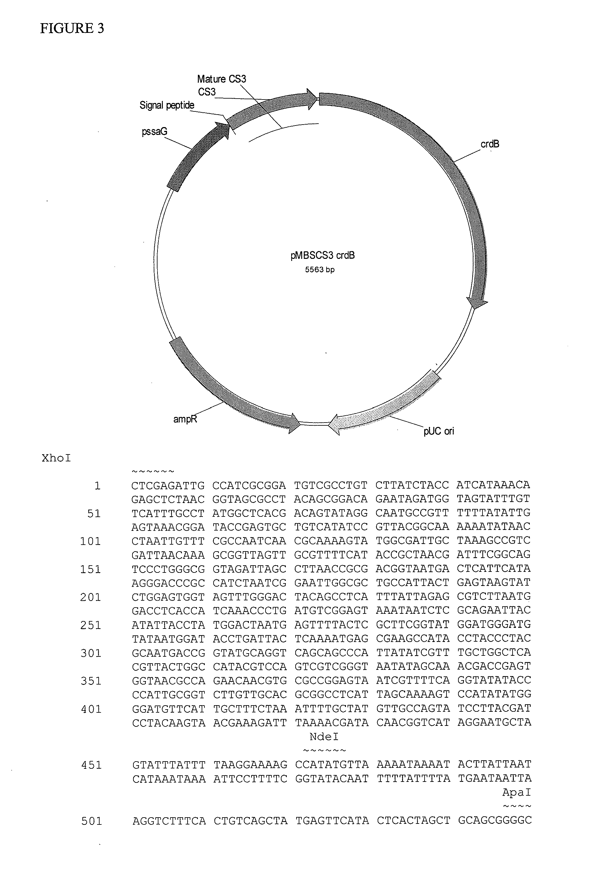 Use of e. coli surface antigen 3 sequences for the export of heterologous antigens