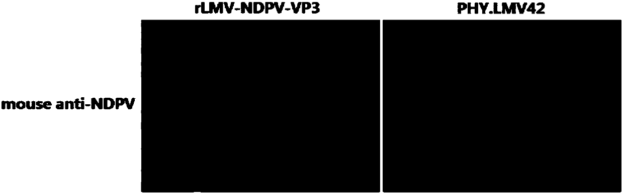 Recombinant Newcastle disease virus (NDV) for expressing VP3 gene of new duck parvovirus and application of recombinant NDV