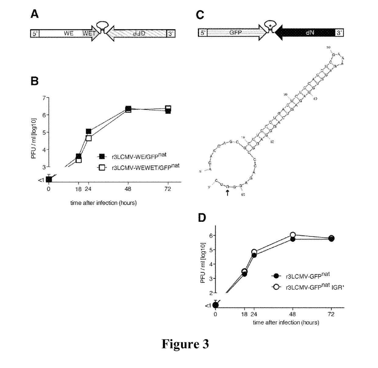 Tri-segmented arenaviruses as vaccine vectors