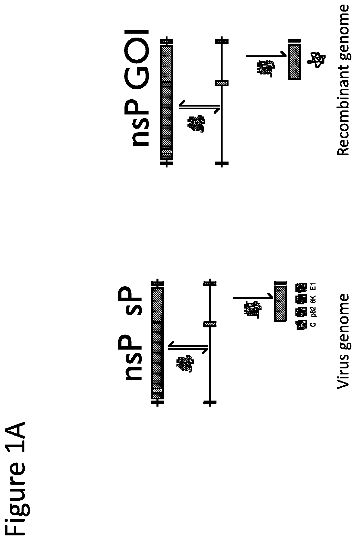 A retroviral vector for the administration and expression of replicon RNA expressing heterologous nucleic acids